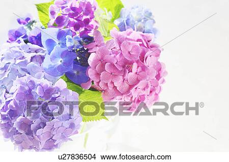 Bunch of Hydrangeas View Large Photo Image Picture - Bunch of Hydrangeas. Fotosearch