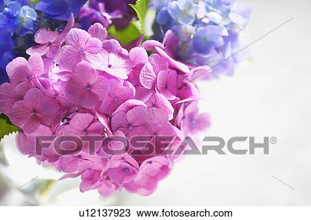 Bunch of Hydrangeas View Large Photo Image Stock Image - Bunch of Hydrangeas. Fotosearch