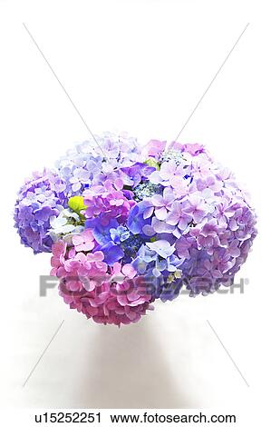 Bunch of Hydrangeas View Large Photo Image Stock Image - Bunch of Hydrangeas. Fotosearch