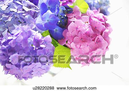 Stock Photo - Bunch of Hydrangeas. Fotosearch