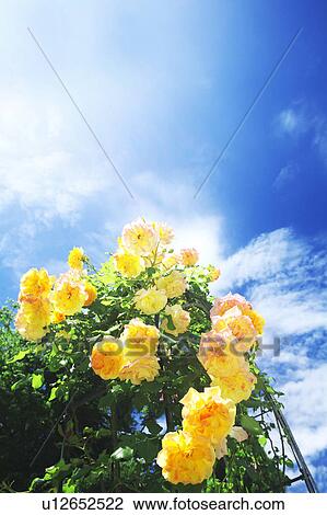 Bunch of Roses and Blue Sky View Large Photo Image Stock Image - Bunch of Roses and Blue Sky. Fotosearch