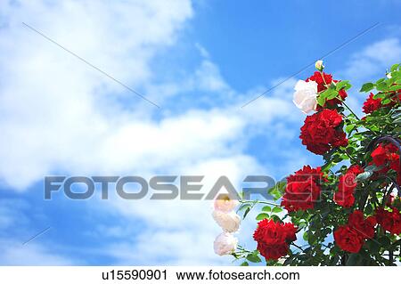 Bunch of Roses and Blue Sky View Large Photo Image Stock Image - Bunch of Roses and Blue Sky. Fotosearch
