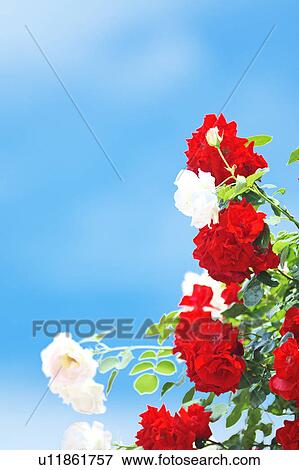 Stock Photo - Bunch of Roses and Blue Sky. Fotosearch