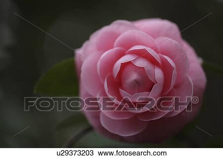 Camellia, Tokyo Prefecture, Japan View Large Photo Image Stock Image - Camellia, Tokyo Prefecture, Japan. Fotosearch