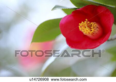Stock Photo - Camellia, Tokyo Prefecture, Japan. Fotosearch