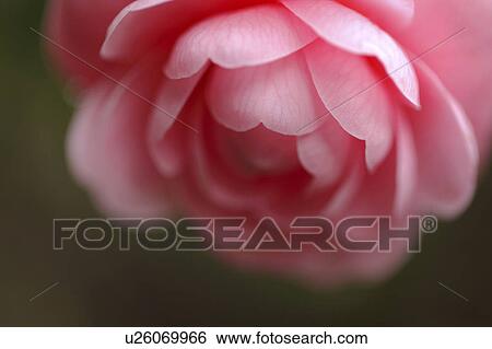 Stock Photograph - Camellia, Tokyo Prefecture, Japan. Fotosearch