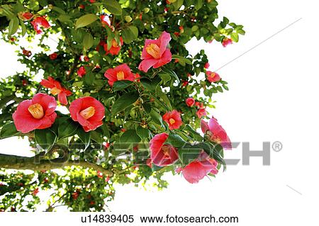 Stock Photography - Camellia, Tokyo Prefecture, Japan. Fotosearch