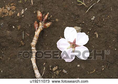 Cherry blossom and branch on the ground, Tokyo Prefecture, Honshu, Japan View Large Photo Image Stock Image - Cherry blossom and branch on the ground, Tokyo Prefecture, Honshu, Japan. Fotosearch