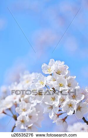 Stock Photograph - Cherry Blossom Tree. Fotosearch