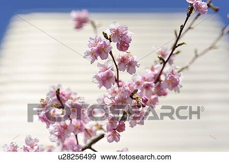 Cherry Blossom Trees and Office Building View Large Photo Image Stock Photo - Cherry Blossom Trees and Office Building. Fotosearch