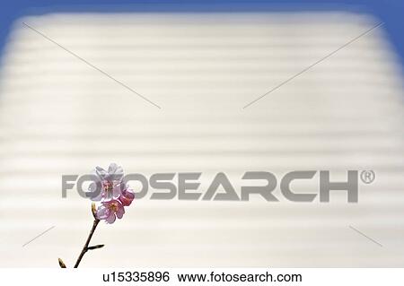 Cherry Blossom Trees and Office Building View Large Photo Image Stock Photograph - Cherry Blossom Trees and Office Building. Fotosearch