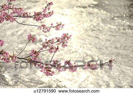 Cherry blossoms against river, Kanagawa Prefecture, Japan View Large Photo Image Stock Image - Cherry blossoms against river, Kanagawa Prefecture, Japan. Fotosearch