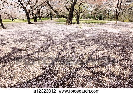 Stock Image - Cherry blossoms and fallen petals, Tokyo Prefecture, Japan. Fotosearch
