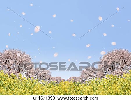 Cherry blossoms and oilseed rape, digital composite View Large Photo Image Stock Image - Cherry blossoms and oilseed rape, digital composite. Fotosearch