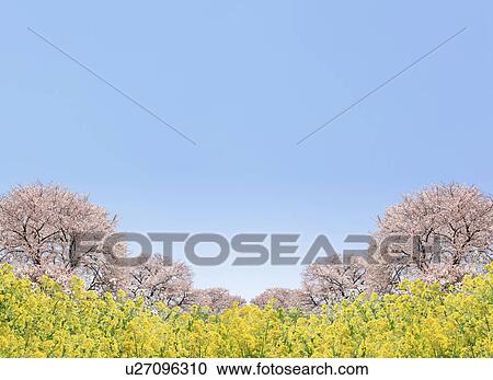Stock Image - Cherry blossoms and oilseed rape, digital composite. Fotosearch