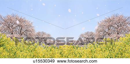 Stock Photo - Cherry blossoms and oilseed rape, digital composite. Fotosearch