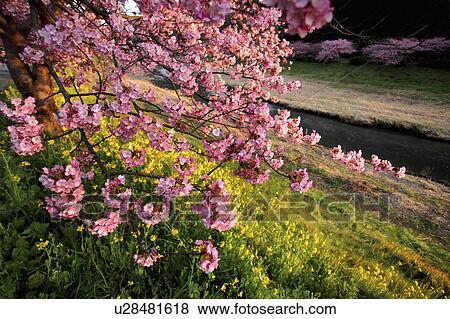 Cherry blossoms and Oilseed Rape, Shizuoka Prefecture, Japan View Large Photo Image Stock Photo - Cherry blossoms and Oilseed Rape, Shizuoka Prefecture, Japan. Fotosearch