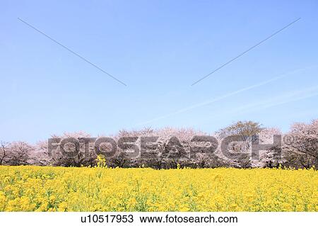 Cherry blossoms and oilseed rape, Tokyo Prefecture, Japan View Large Photo Image Stock Image - Cherry blossoms and oilseed rape, Tokyo Prefecture, Japan. Fotosearch
