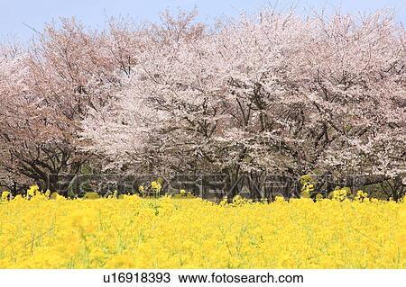Cherry blossoms and oilseed rape, Tokyo Prefecture, Japan View Large Photo Image Stock Image - Cherry blossoms and oilseed rape, Tokyo Prefecture, Japan. Fotosearch