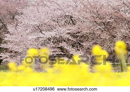 Cherry blossoms and oilseed rape, Tokyo Prefecture, Japan View Large Photo Image Stock Photograph - Cherry blossoms and oilseed rape, Tokyo Prefecture, Japan. Fotosearch
