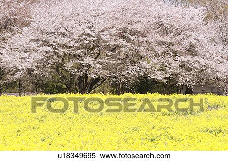 Cherry blossoms and oilseed rape, Tokyo Prefecture, Japan View Large Photo Image Stock Photography - Cherry blossoms and oilseed rape, Tokyo Prefecture, Japan. Fotosearch