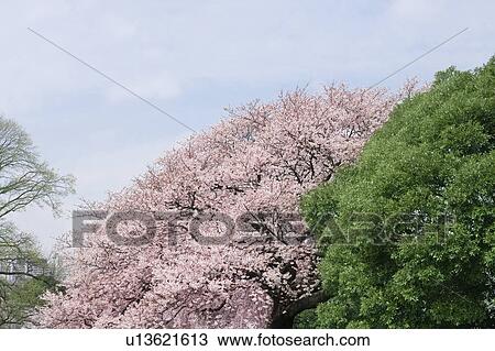 Cherry blossoms and tree, Tokyo Prefecture, Honshu, Japan View Large Photo Image Stock Image - Cherry blossoms and tree, Tokyo Prefecture, Honshu, Japan. Fotosearch
