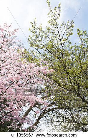 Cherry blossoms and tree, Tokyo Prefecture, Honshu, Japan View Large Photo Image Stock Photo - Cherry blossoms and tree, Tokyo Prefecture, Honshu, Japan. Fotosearch