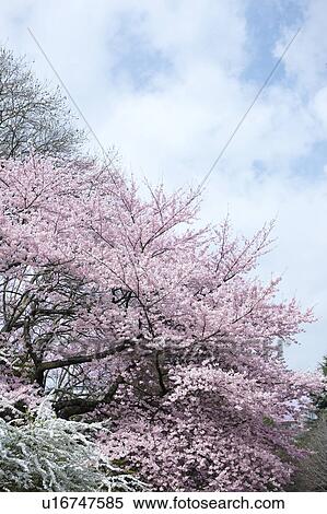 Cherry blossoms and tree, Tokyo Prefecture, Honshu, Japan View Large Photo Image Stock Photography - Cherry blossoms and tree, Tokyo Prefecture, Honshu, Japan. Fotosearch