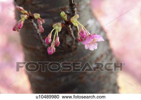 Stock Image - Cherry blossoms, close-up, Kanagawa Prefecture, Japan. Fotosearch