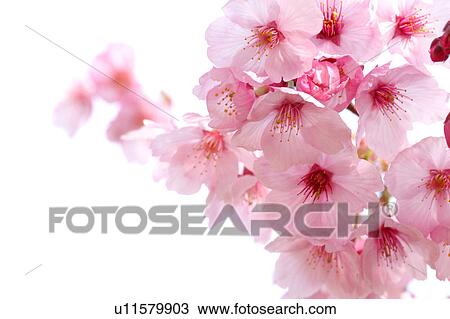 Stock Image - Cherry blossoms, close-up, Tokyo Prefecture, Japan. Fotosearch