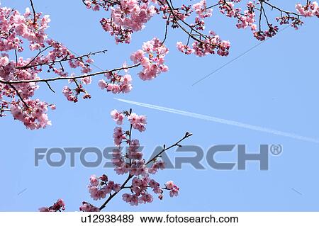 Cherry blossoms, close-up, Tokyo Prefecture, Japan View Large Photo Image Stock Photo - Cherry blossoms, close-up, Tokyo Prefecture, Japan. Fotosearch