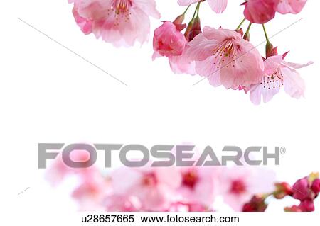 Cherry blossoms, close-up, Tokyo Prefecture, Japan View Large Photo Image Stock Photography - Cherry blossoms, close-up, Tokyo Prefecture, Japan. Fotosearch