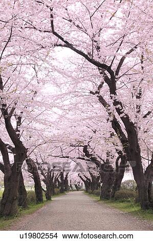 Cherry blossoms, Iwate Prefecture, Japan View Large Photo Image Picture - Cherry blossoms, Iwate Prefecture, Japan. Fotosearch
