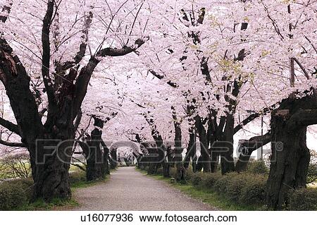 Stock Photograph - Cherry blossoms, Iwate Prefecture, Japan. Fotosearch
