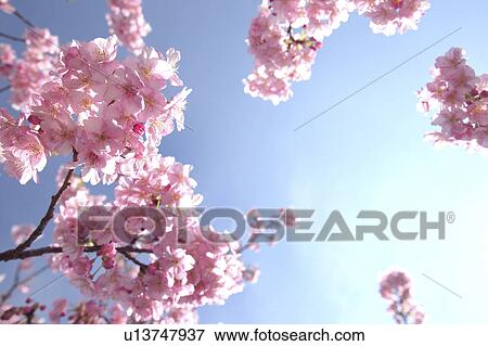 Cherry blossoms, Low Angle View, Kanagawa Prefecture, Japan View Large Photo Image Stock Photo - Cherry blossoms, Low Angle View, Kanagawa Prefecture, Japan. Fotosearch