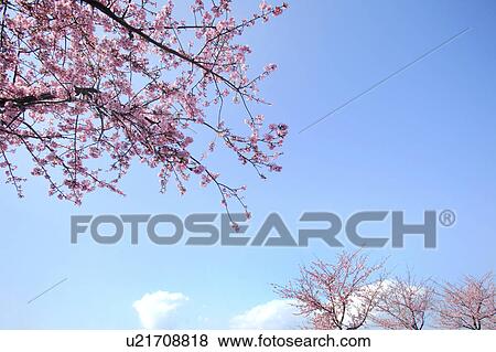 Cherry blossoms, Low Angle View, Kanagawa Prefecture, Japan View Large Photo Image Stock Photo - Cherry blossoms, Low Angle View, Kanagawa Prefecture, Japan. Fotosearch