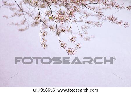 Stock Photograph - Cherry blossoms, Meguro ward, Tokyo Prefecture, Japan. Fotosearch