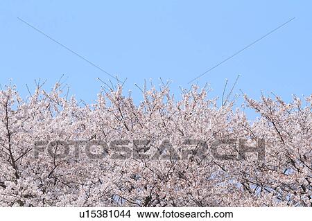 Picture - Cherry blossoms. Fotosearch