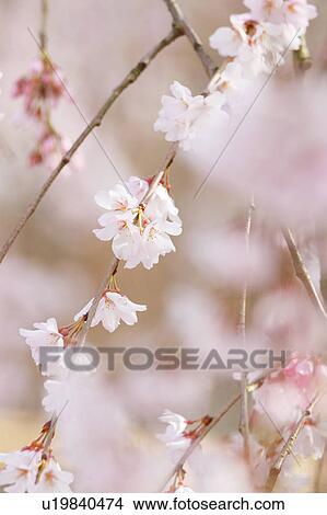 Cherry blossoms View Large Photo Image Picture - Cherry blossoms. Fotosearch