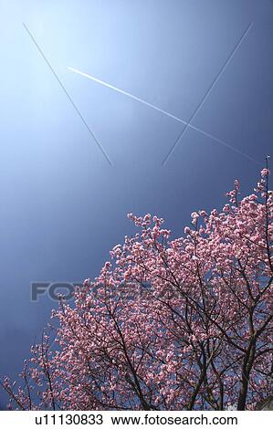 Stock Image - Cherry blossoms, Shizuoka Prefecture, Japan. Fotosearch