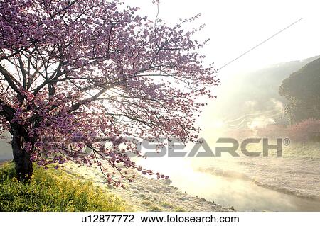 Stock Image - Cherry blossoms, Shizuoka Prefecture, Japan. Fotosearch