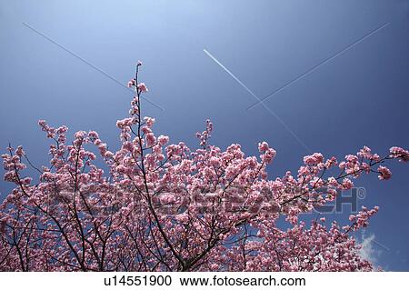 Stock Image - Cherry blossoms, Shizuoka Prefecture, Japan. Fotosearch