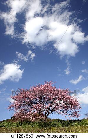 Cherry blossoms, Shizuoka Prefecture, Japan View Large Photo Image Stock Photo - Cherry blossoms, Shizuoka Prefecture, Japan. Fotosearch