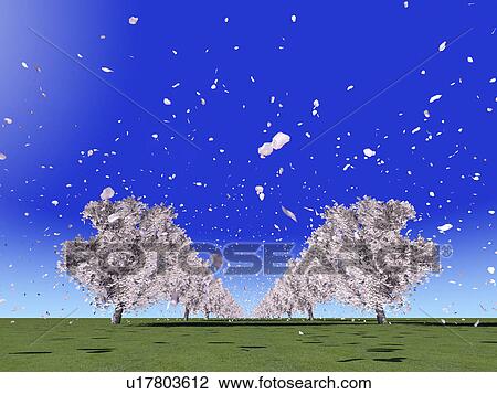 Cherry blossoms View Large Photo Image Stock Image - Cherry blossoms. Fotosearch