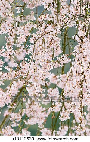 Cherry blossoms View Large Photo Image Stock Image - Cherry blossoms. Fotosearch