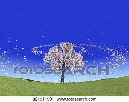 Cherry blossoms View Large Photo Image Stock Image - Cherry blossoms. Fotosearch