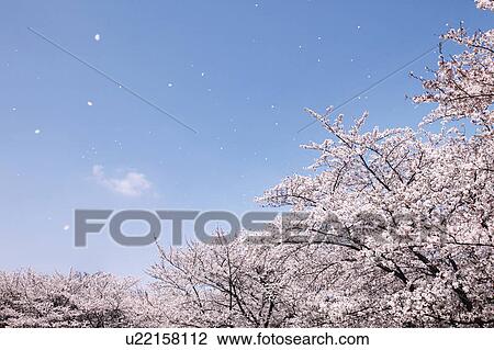 Cherry blossoms View Large Photo Image Stock Image - Cherry blossoms . Fotosearch