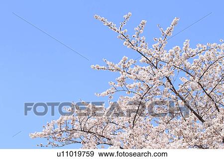 Cherry blossoms View Large Photo Image Stock Photo - Cherry blossoms. Fotosearch