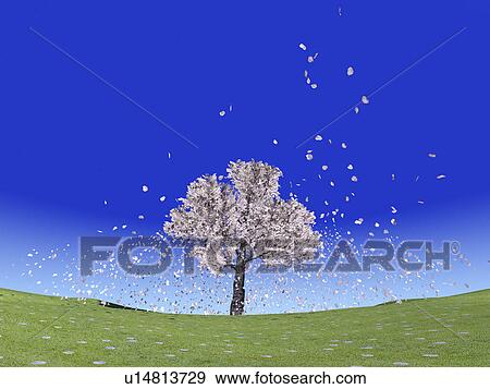 Cherry blossoms View Large Photo Image Stock Photo - Cherry blossoms. Fotosearch