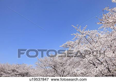 Stock Photo - Cherry blossoms. Fotosearch